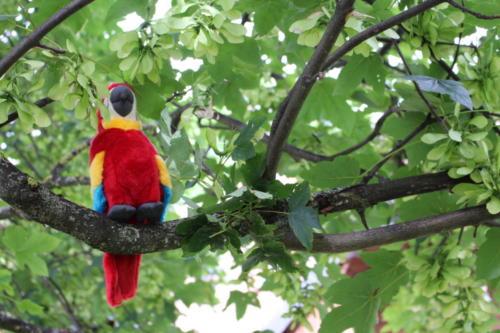 Camp louveteaux 2014