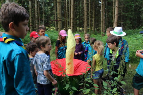 Camp d'été louveteaux 2016